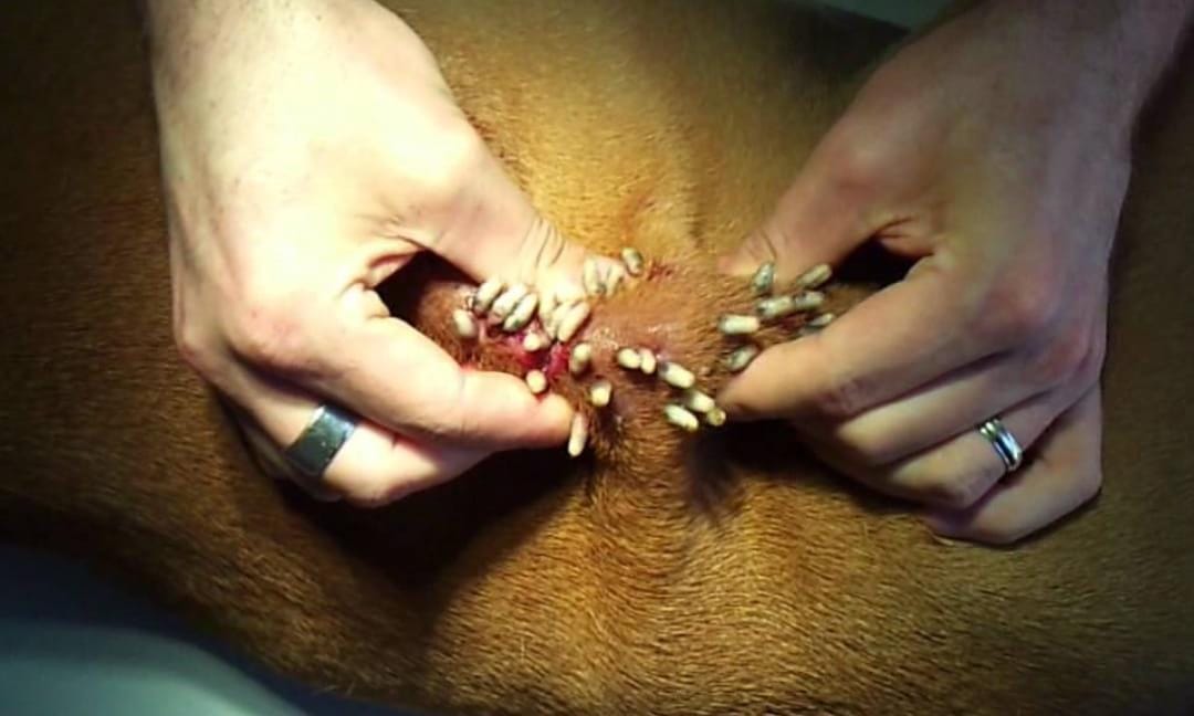 Botfly Infestation in Cats